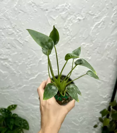 plant/Alocasia Tiny Dancer (4" Pot) - Miniature Elephant Ear Plant-0-thumbnail