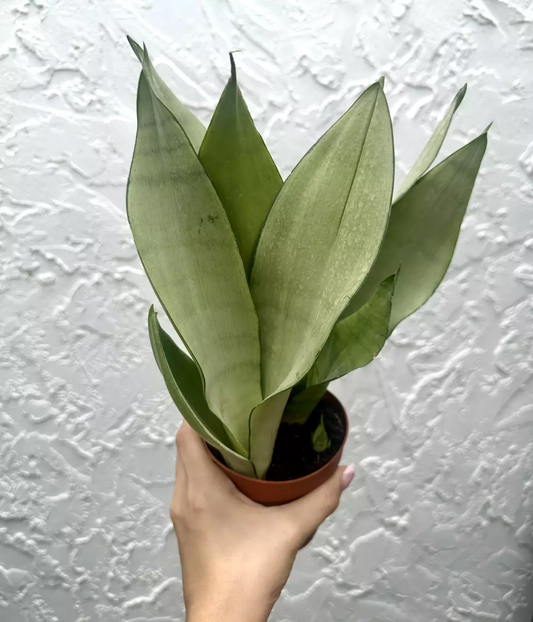 plant/Sansevieria Moonshine (4" Pot) - Moonshine Snake Plant - Mother In Laws Tongue-0