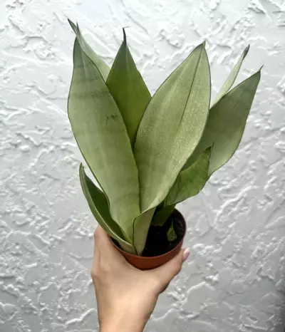 plant/Sansevieria Moonshine (4" Pot) - Moonshine Snake Plant - Mother In Laws Tongue-0-thumbnail
