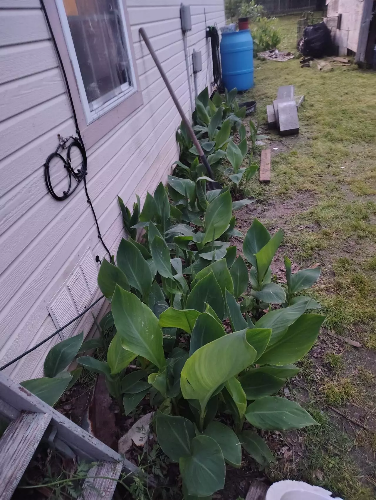 plant/FREE SHIPPING 2 King Humbert Canna Rhizomes Grab Bag-1