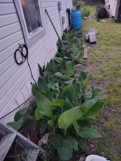 plant/FREE SHIPPING 2 King Humbert Canna Rhizomes Grab Bag-1-thumbnail