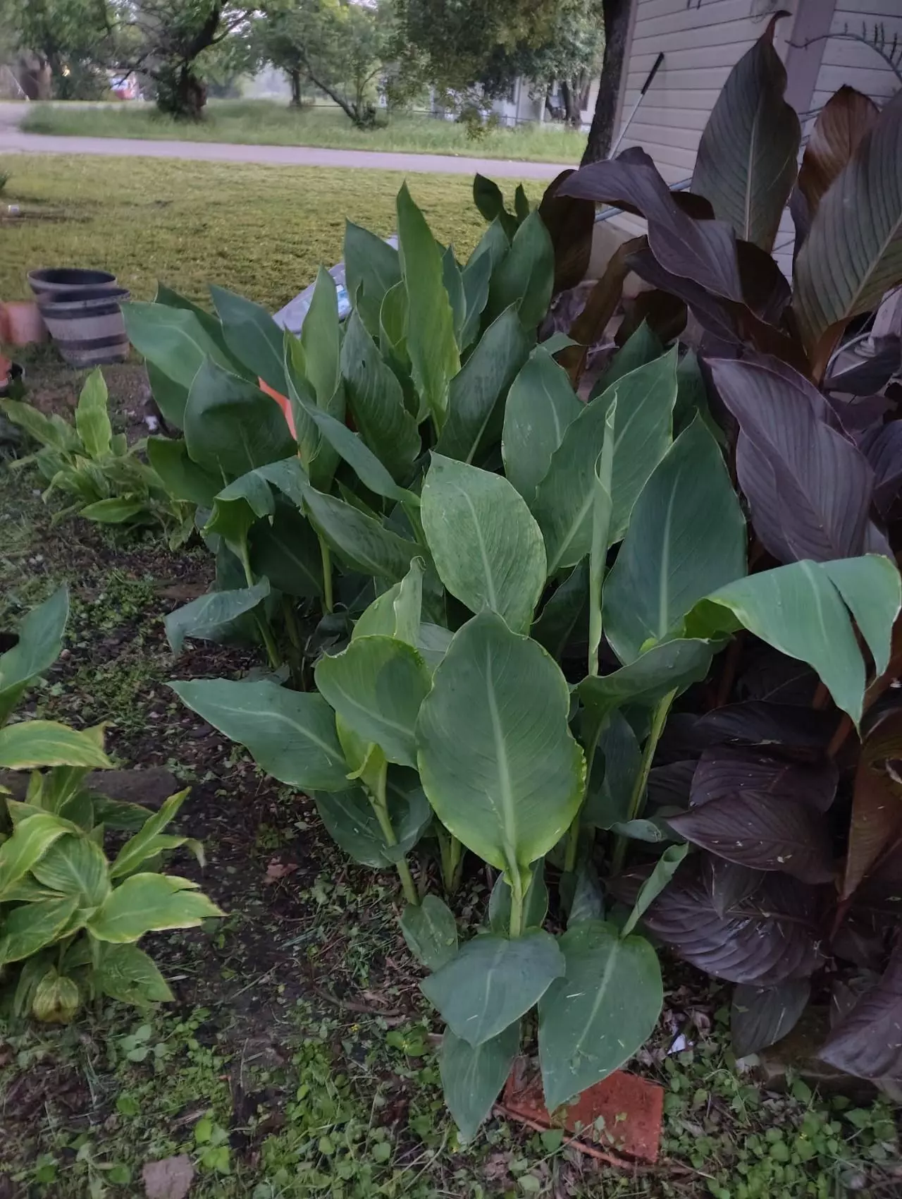plant/FREE SHIPPING 2 King Humbert Canna Rhizomes Grab Bag-3