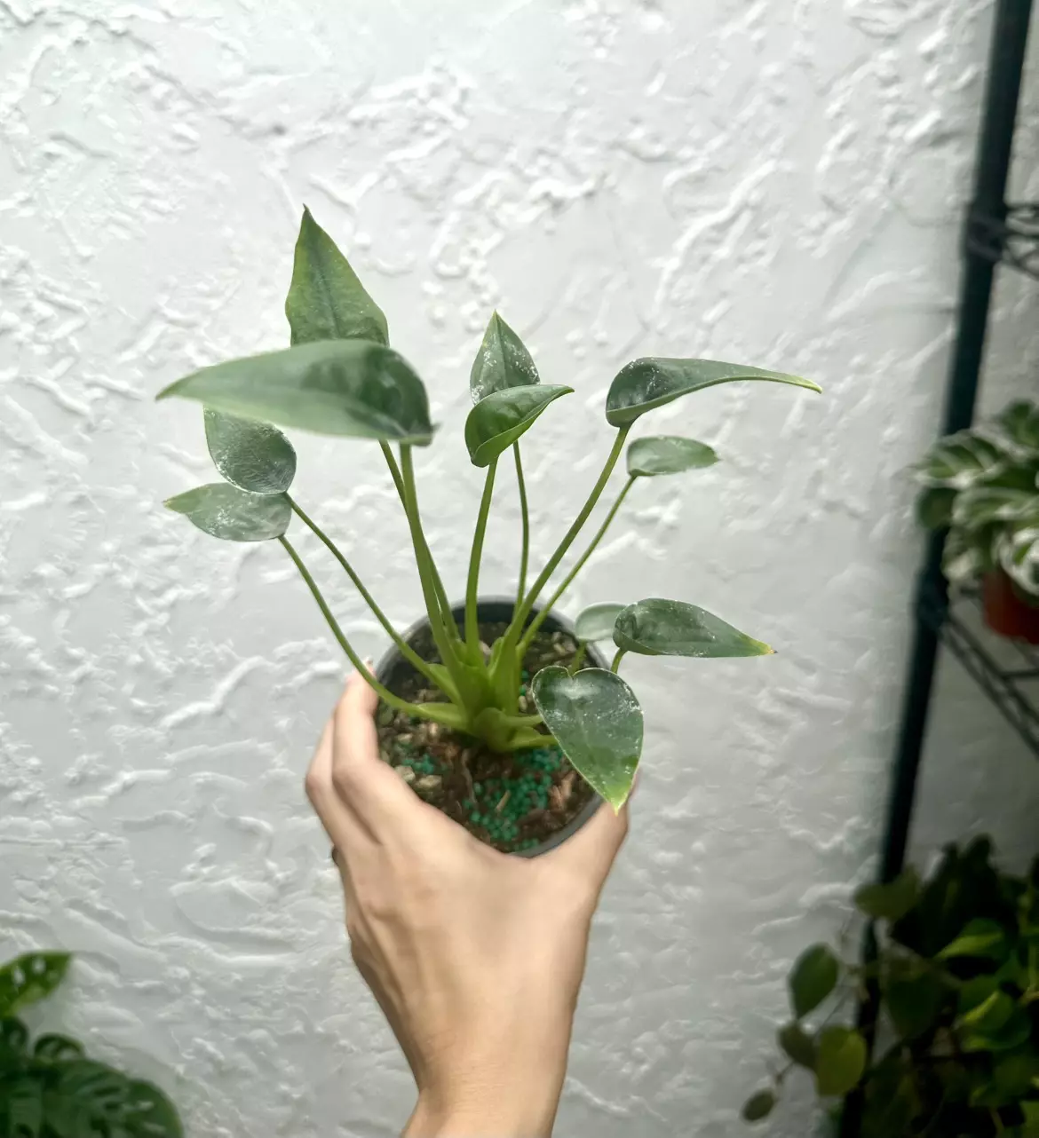 plant/Alocasia Tiny Dancer (4" Pot) - Miniature Elephant Ear Plant-1