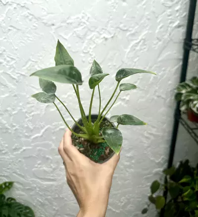 plant/Alocasia Tiny Dancer (4" Pot) - Miniature Elephant Ear Plant-1-thumbnail