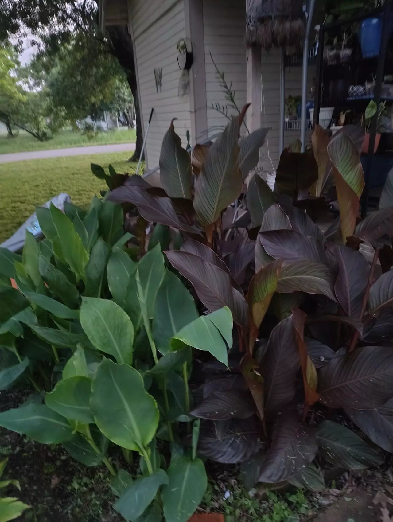 plant/FREE SHIPPING 2 King Humbert Canna Rhizomes Grab Bag-0