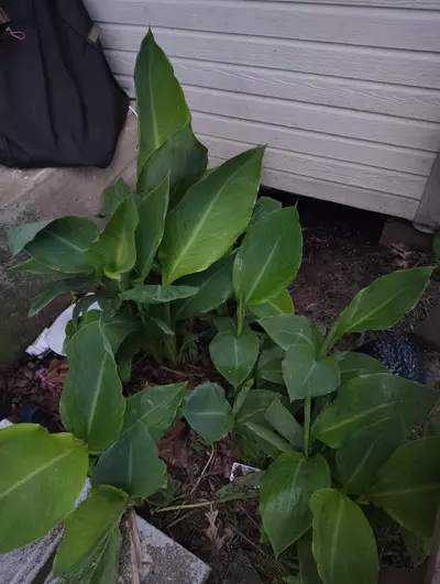 plant/FREE SHIPPING 2 King Humbert Canna Rhizomes Grab Bag-2-thumbnail