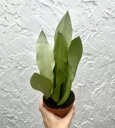 plant/Sansevieria Moonshine (4" Pot) - Moonshine Snake Plant - Mother In Laws Tongue-1-thumbnail