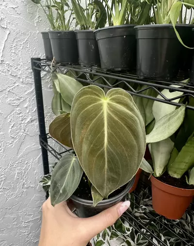 plant/Philodendron Melanochrysum (4" Pot) - Black Gold Philodendron-1-thumbnail