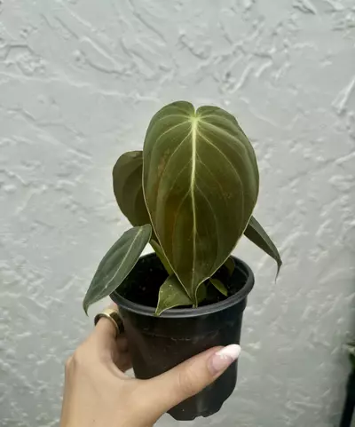 plant/Philodendron Melanochrysum (4" Pot) - Black Gold Philodendron-0-thumbnail