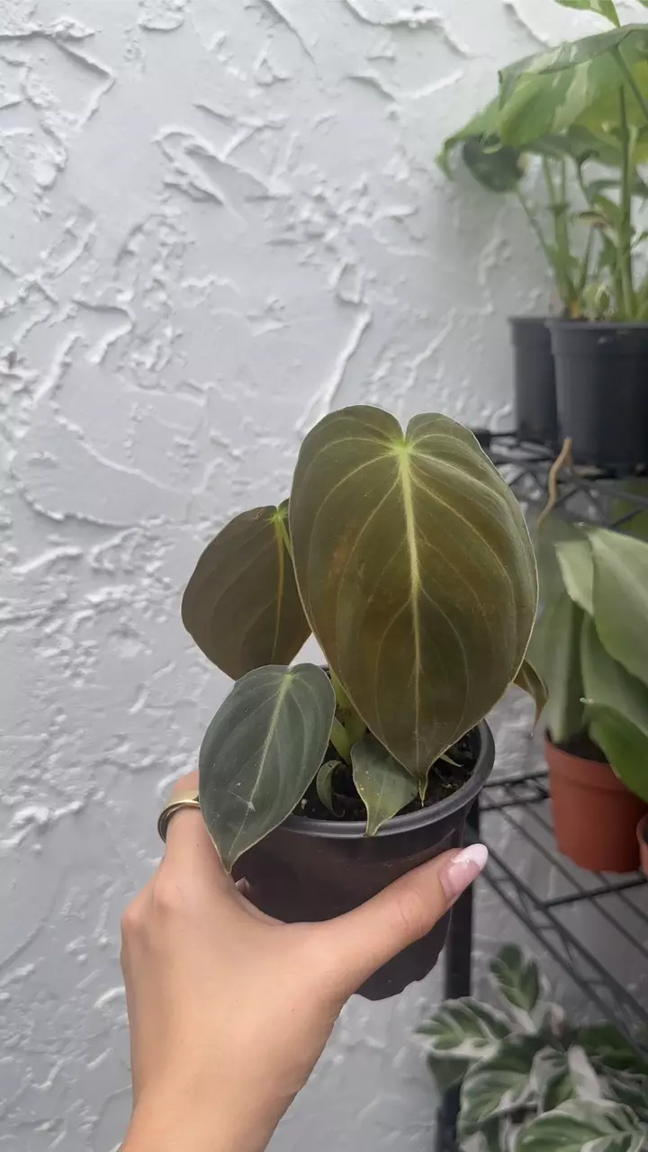 plant/Philodendron Melanochrysum (4" Pot) - Black Gold Philodendron-2