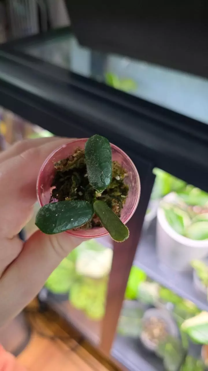 plant/Hoya Rhotundaflora-1