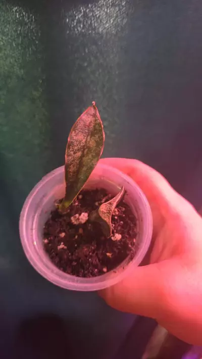plant/Sansevieria Coppertone Kirkii-1-thumbnail
