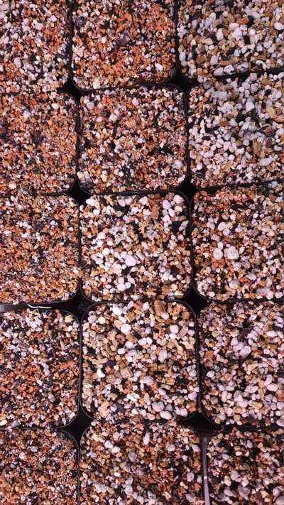 plant/20% off! Dirty Bowtie Semi-Hydro Substrate - 1.5 gallons ($5 extra shipping)-0-thumbnail