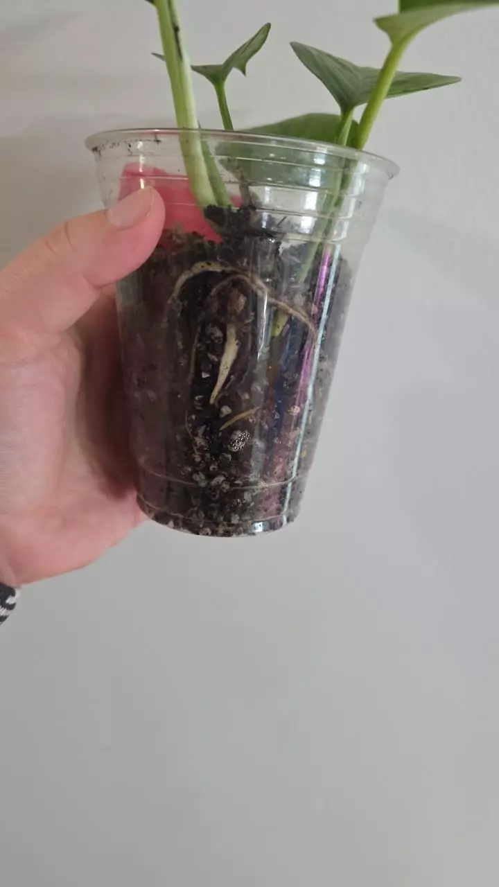 plant/Jessenia Pothos-2