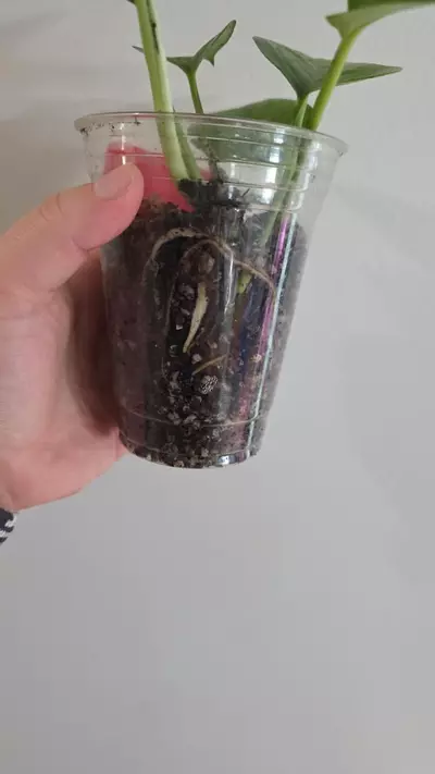 plant/Jessenia Pothos-2-thumbnail