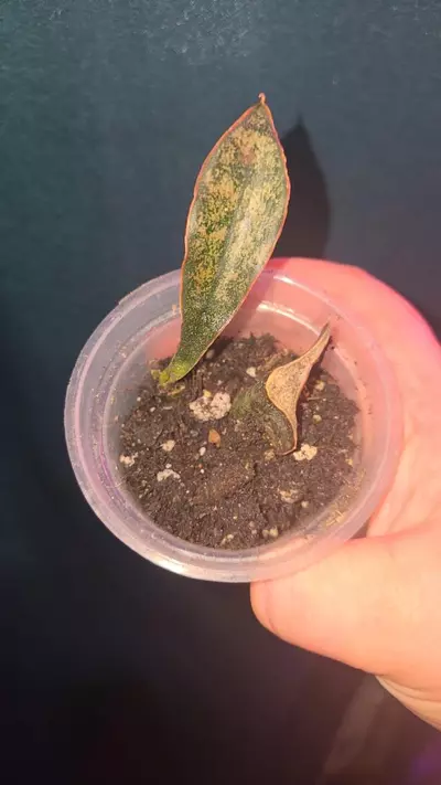 plant/Sansevieria Coppertone Kirkii-0-thumbnail