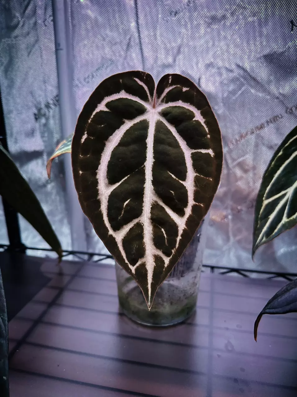 plant/Anthurium Carlablackiae unnumbered-0