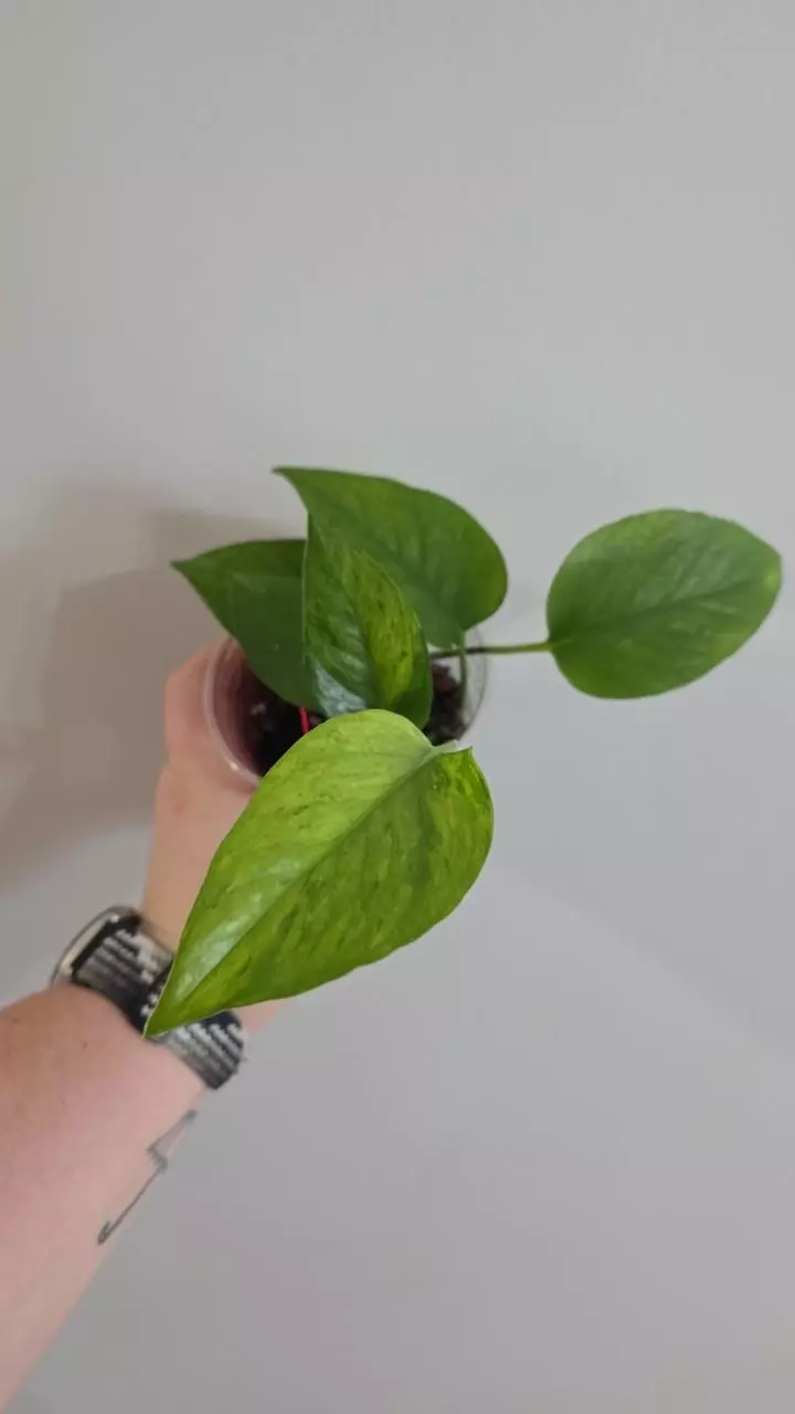 plant/Jessenia Pothos-0
