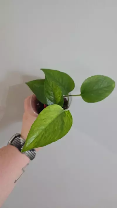 plant/Jessenia Pothos-0-thumbnail