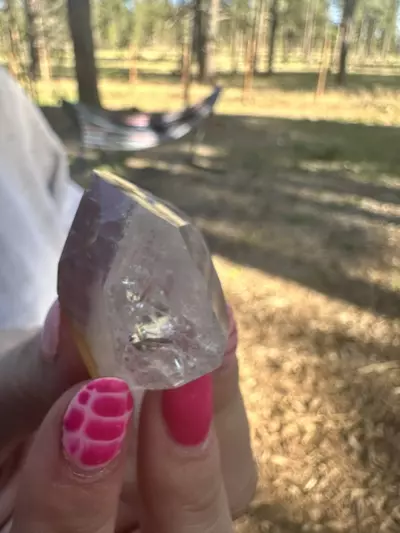 plant/Dreamcoat-0-thumbnail