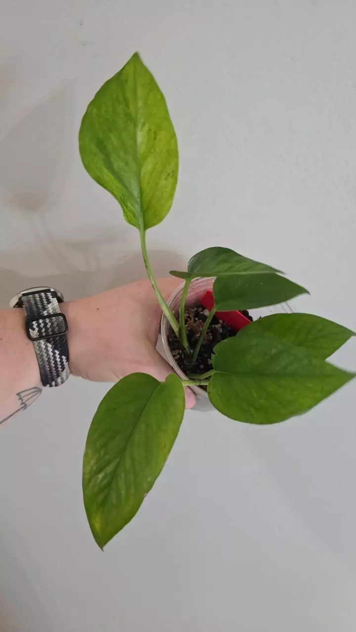plant/Jessenia Pothos-1