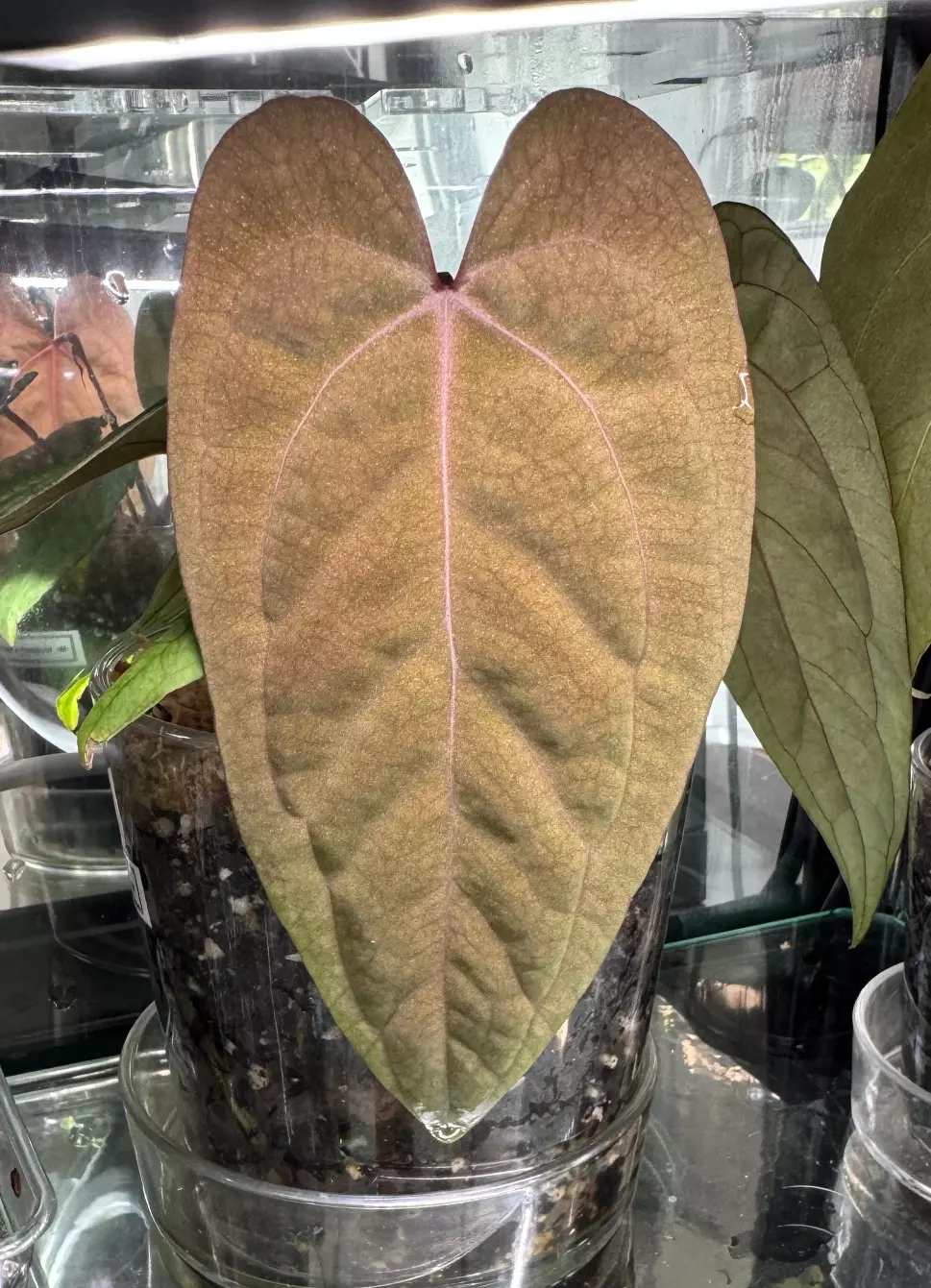 heat_pack/3 Day Shipping-0