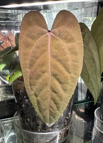 heat_pack/3 Day Shipping-0-thumbnail