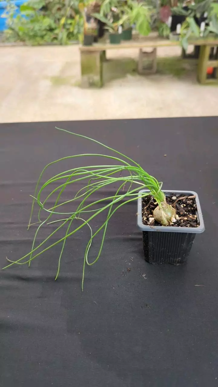 plant/Albuca humilis-0