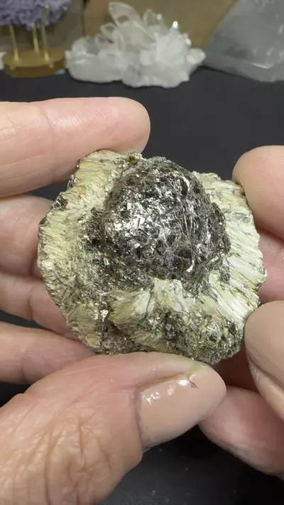 plant/Hermanov Ball B-0-thumbnail