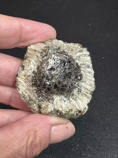 plant/Hermanov Ball B-1-thumbnail