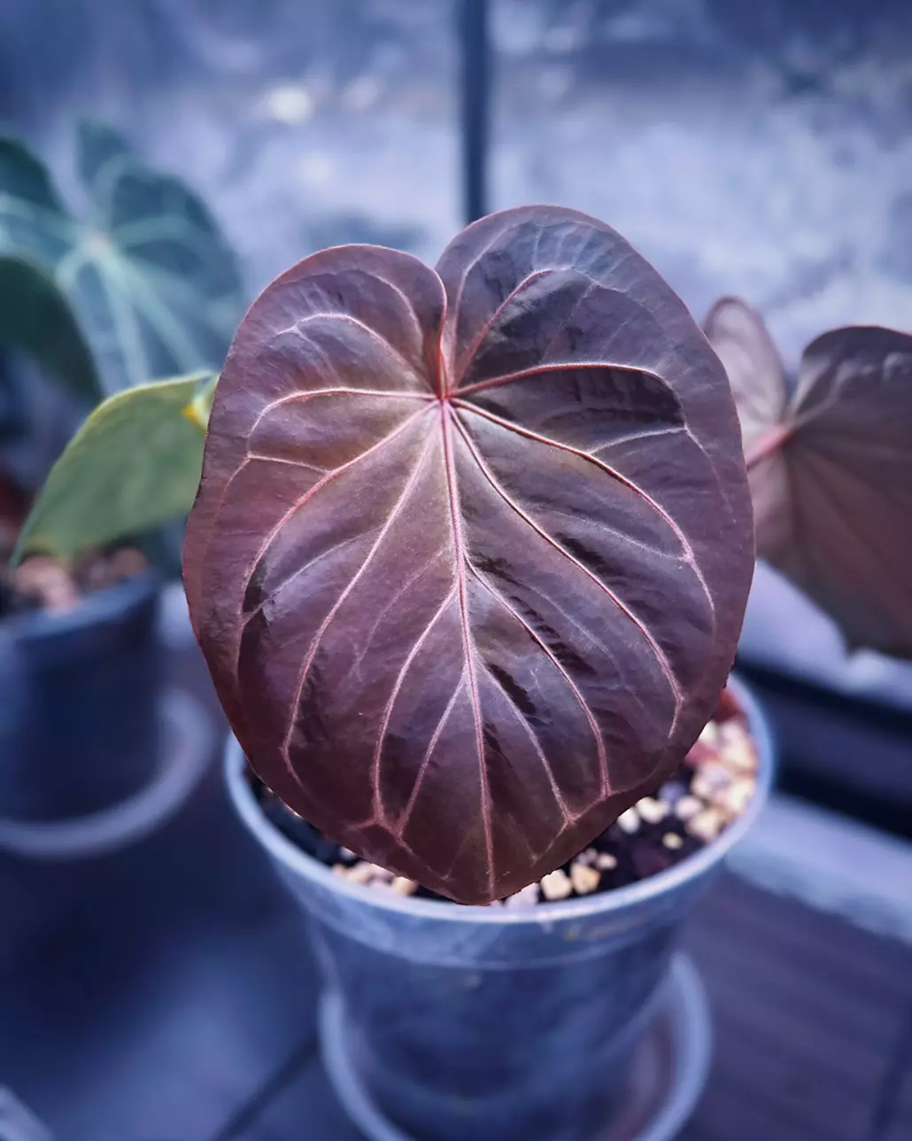 plant/Anthurium KOS-0