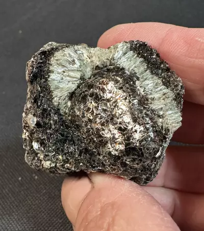 plant/Hermanov Ball A-1-thumbnail