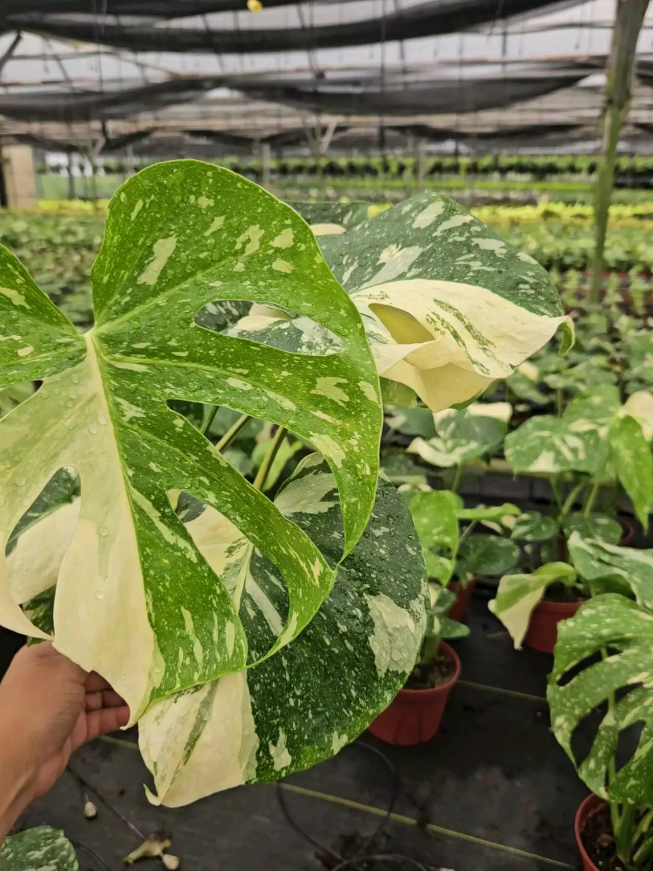 plant/4" Monstera Thai constellation-3