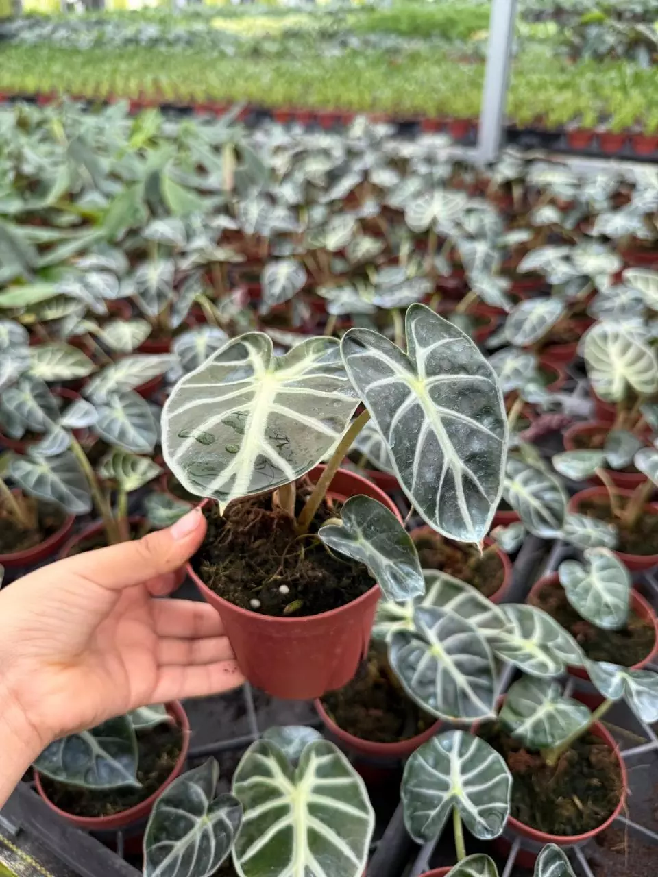 plant/Alocasia heart balloon-2