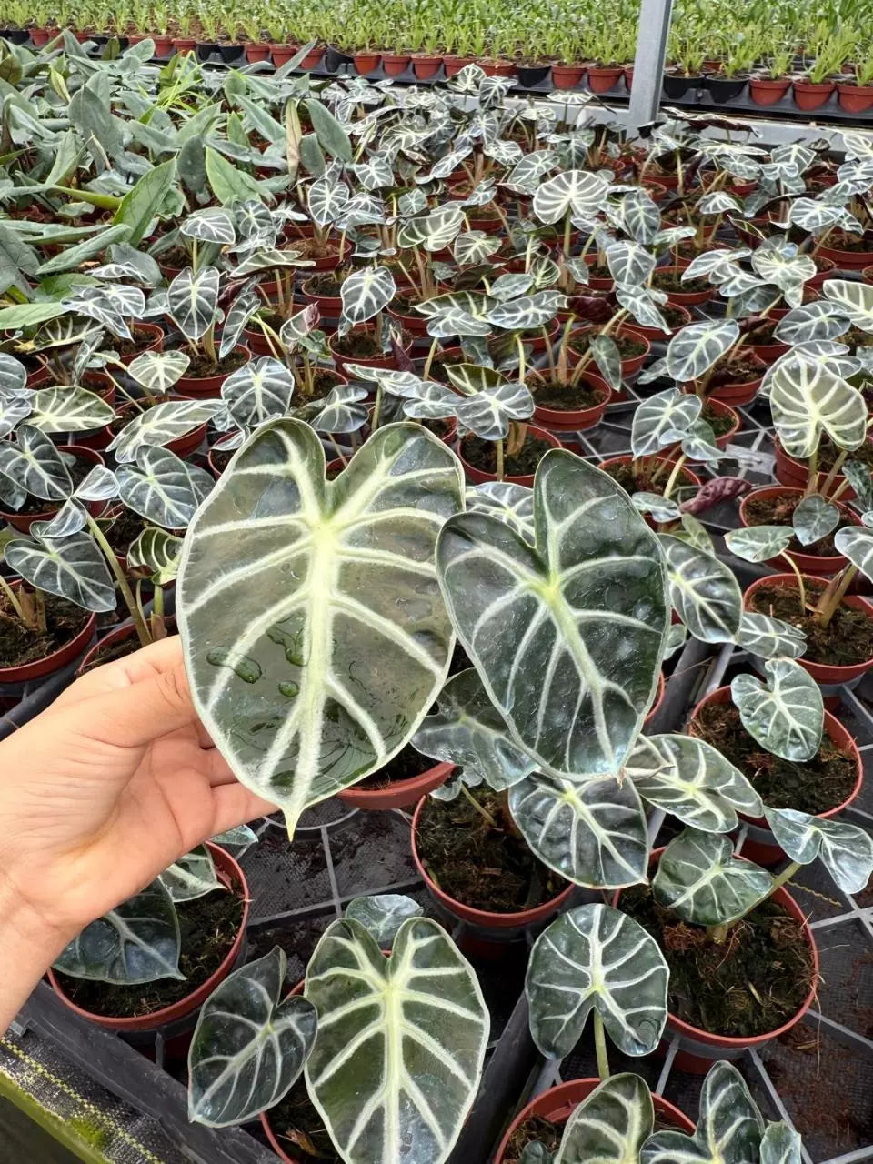 plant/Alocasia heart balloon-0