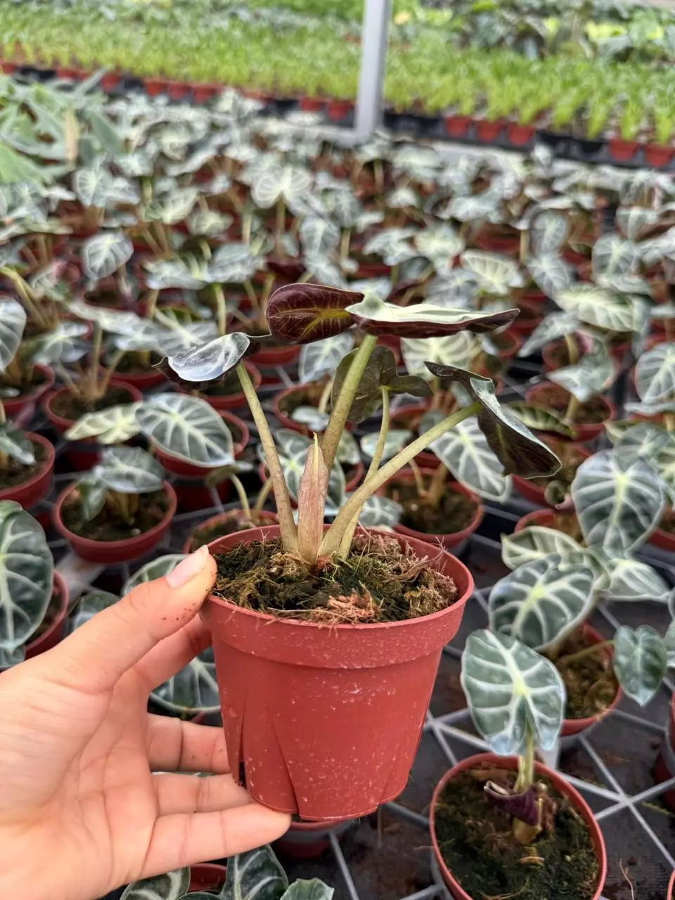 plant/Alocasia heart balloon-1