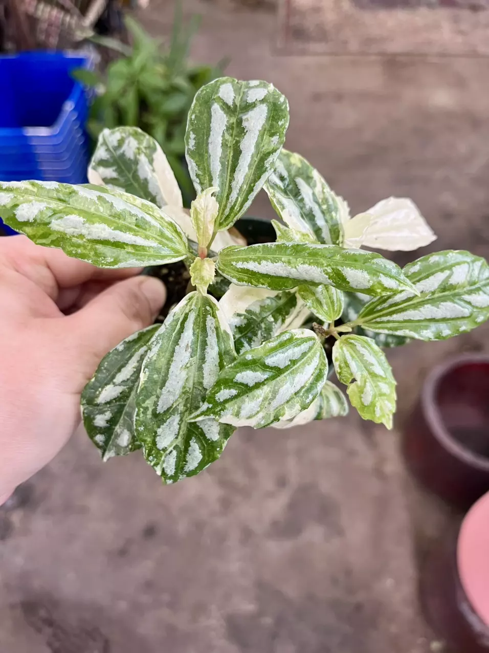 plant/Pilea cadierei variegated-1