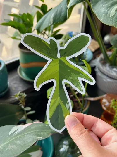plant/Florida Beauty Transparent Stickers-0-thumbnail