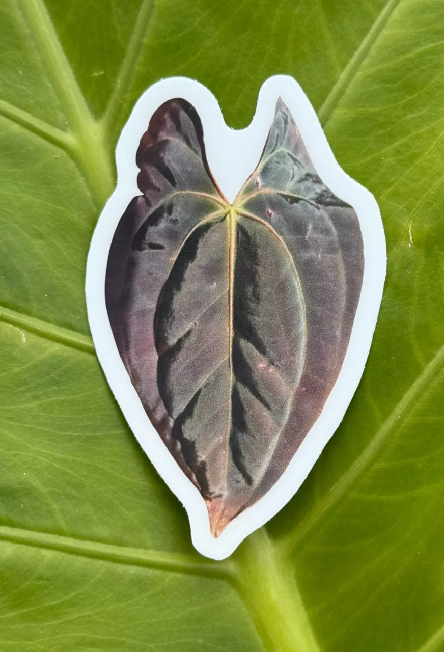 plant/Pap#16 x Bess Aff. Emergent Sticker-0