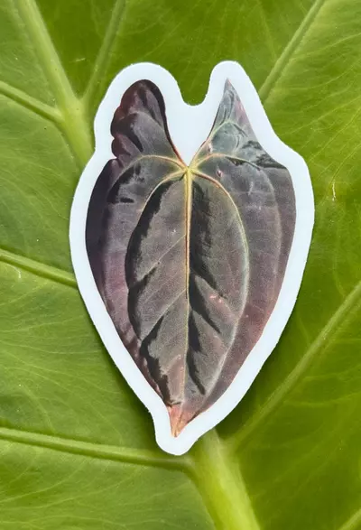 plant/Pap#16 x Bess Aff. Emergent Sticker-0-thumbnail