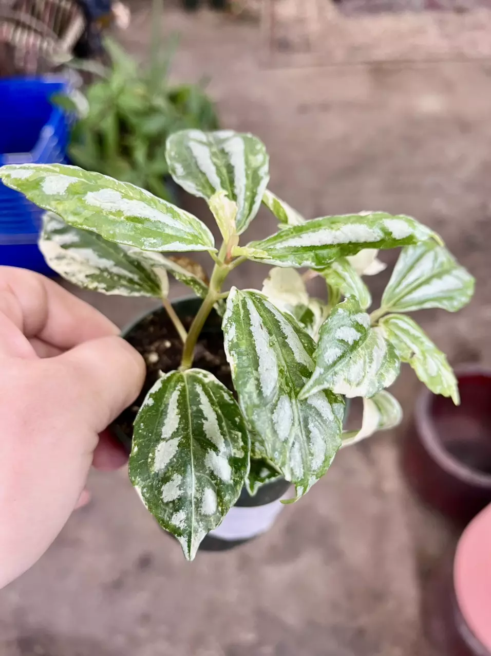 plant/Pilea cadierei variegated-2