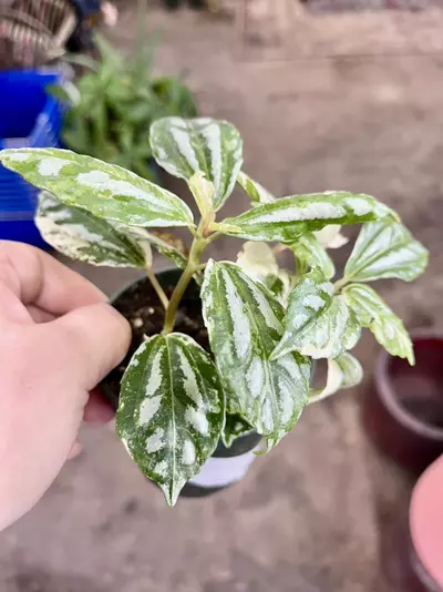 plant/Pilea cadierei variegated-2-thumbnail
