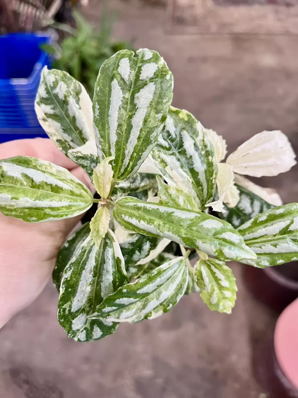 plant/Pilea cadierei variegated-0