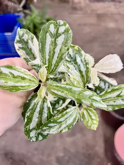 plant/Pilea cadierei variegated-0-thumbnail
