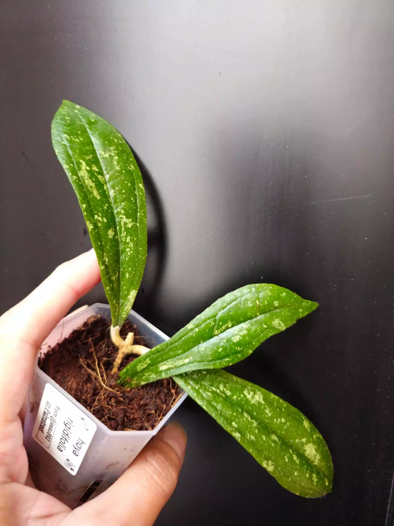 plant/Hoya rigidifolia splash, rooted cutting-0