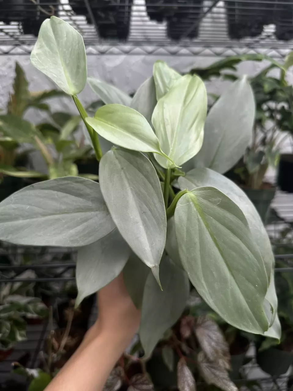 plant/Philodendron Silver Sword (4" Pot) - Philodendron Hastatum-1
