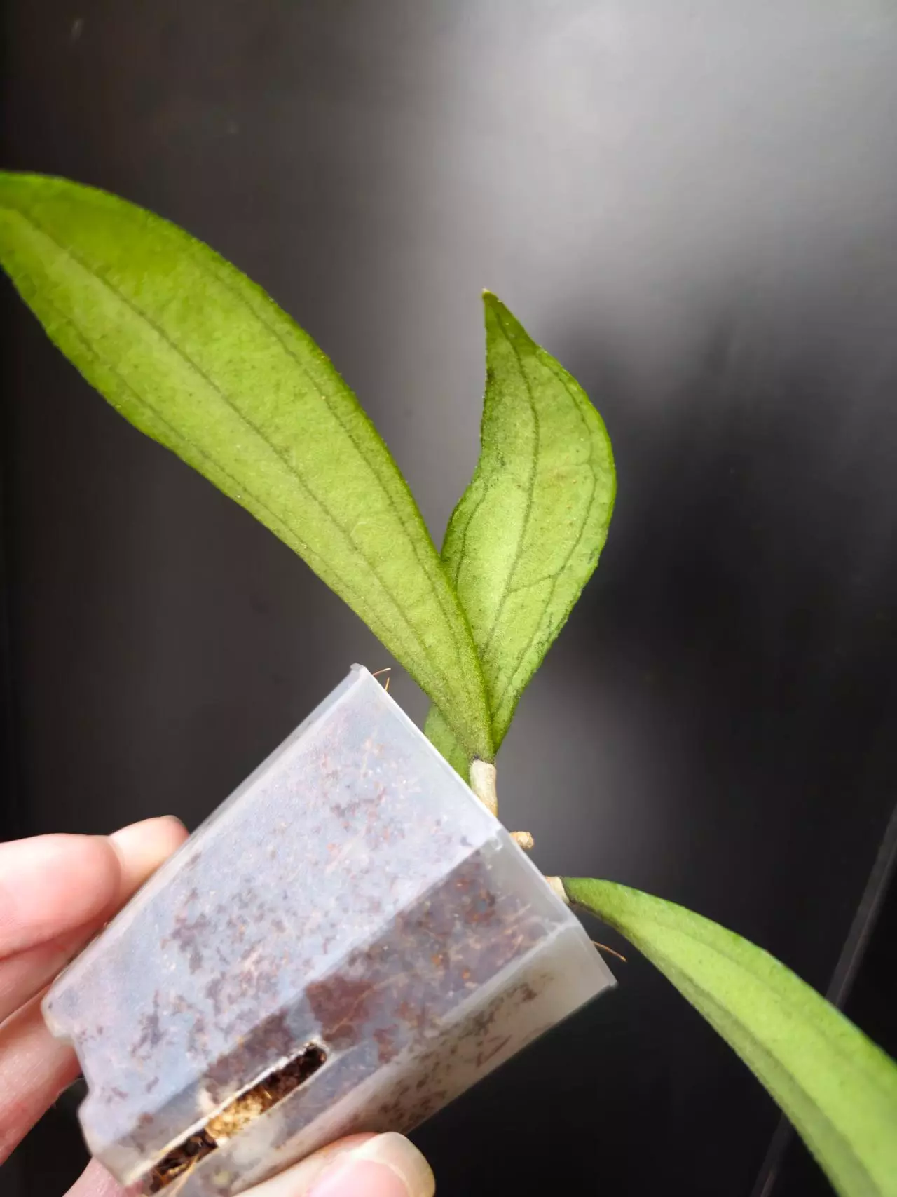 plant/Hoya rigidifolia splash, rooted cutting-1