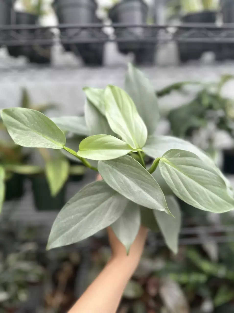 plant/Philodendron Silver Sword (4" Pot) - Philodendron Hastatum-0