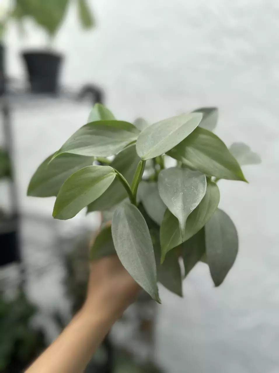 plant/Philodendron Silver Sword (4" Pot) - Philodendron Hastatum-2