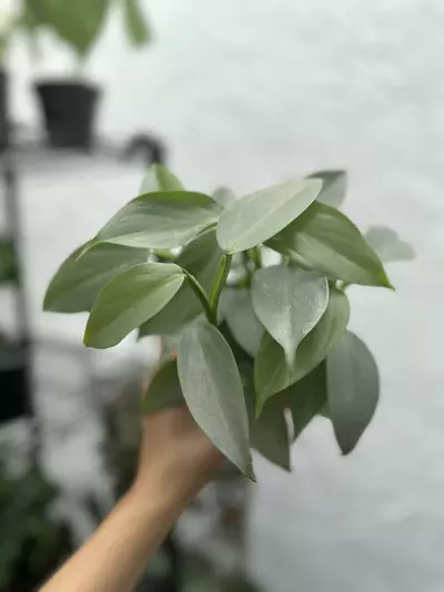 plant/Philodendron Silver Sword (4" Pot) - Philodendron Hastatum-2-thumbnail